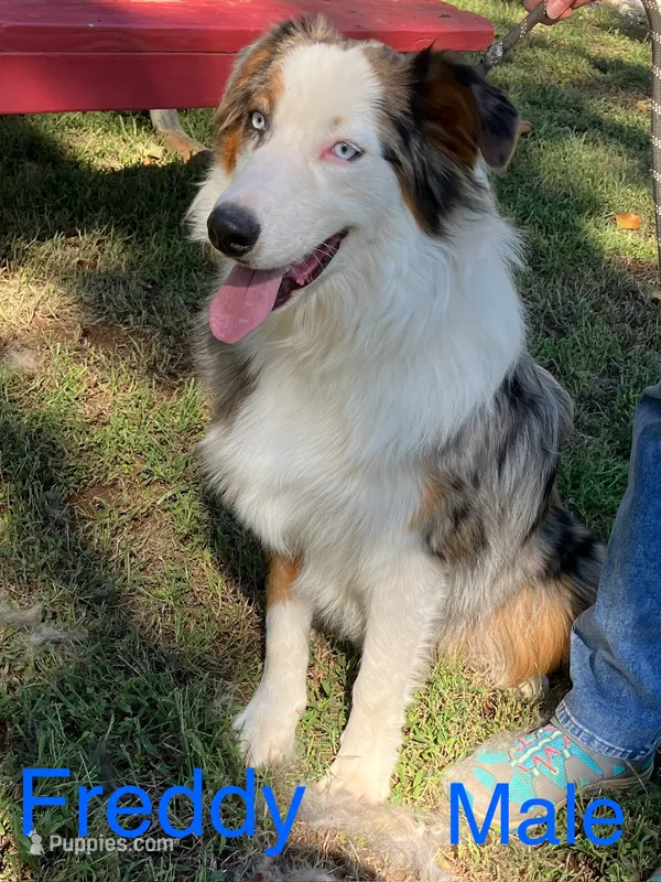 Freddy – Australian Shepherd puppy for sale in Neosho, MO