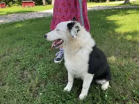 Velma, a female Australian Shepherd for sale in Neosho, MO – 5 of 10