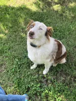 Rosie, a female Australian Shepherd for sale in Neosho, MO – 9 of 9