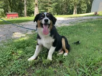 Drift, a male Australian Shepherd for sale in Neosho, MO – 8 of 10