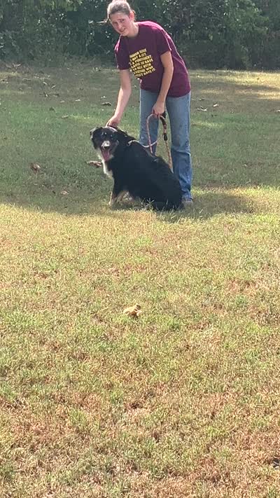Blackout, a male Australian Shepherd for sale in Neosho, MO – 7 of 10
