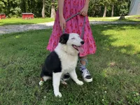 Velma, a female Australian Shepherd for sale in Neosho, MO – 8 of 10