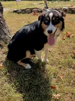 Drift, a male Australian Shepherd for sale in Neosho, MO – 5 of 10