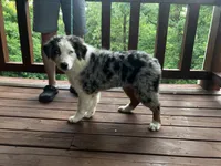 Freddy, a male Australian Shepherd for sale in Neosho, MO – 5 of 10