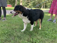 Drift, a male Australian Shepherd for sale in Neosho, MO – 9 of 10