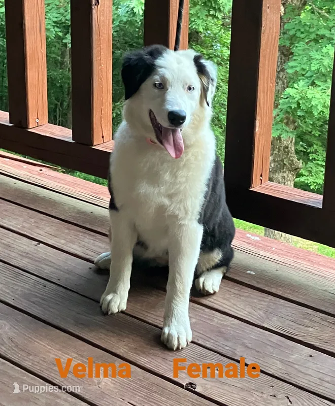 Velma – Australian Shepherd puppy for sale in Neosho, MO