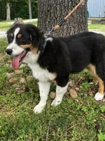 Drift, a male Australian Shepherd for sale in Neosho, MO – 4 of 7