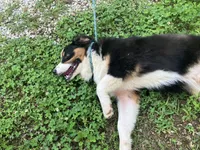 Drift, a male Australian Shepherd for sale in Neosho, MO – 7 of 10