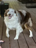 Rosie, a female Australian Shepherd for sale in Neosho, MO – 2 of 10