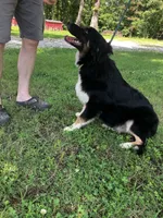 Blackout, a male Australian Shepherd for sale in Neosho, MO – 9 of 10