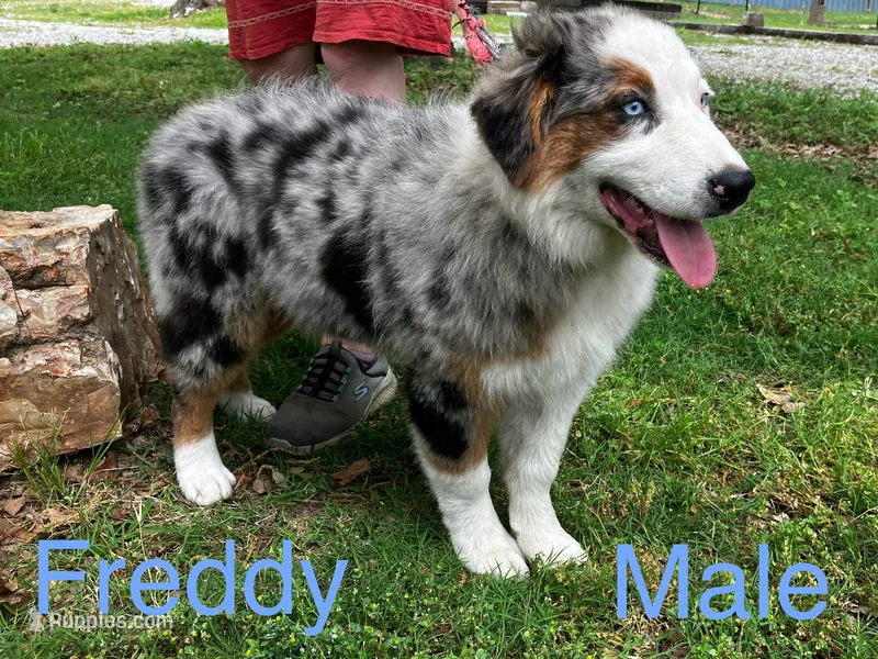 Freddy – Australian Shepherd puppy for sale in Neosho, MO