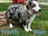 Freddy, a male Australian Shepherd for sale in Neosho, MO – 1 of 7