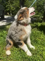 Freddy, a male Australian Shepherd for sale in Neosho, MO – 5 of 7
