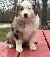 Freddy, a male Australian Shepherd for sale in Neosho, MO – Photo 5 of 8