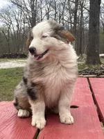 Freddy, a male Australian Shepherd for sale in Neosho, MO – Photo 2 of 8