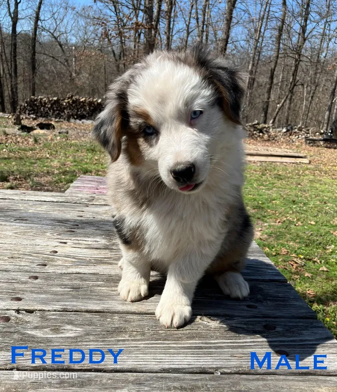 Freddy – Australian Shepherd puppy for sale in Neosho, MO