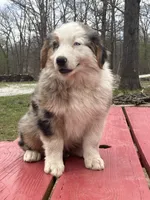 Freddy, a male Australian Shepherd for sale in Neosho, MO – Photo 3 of 8
