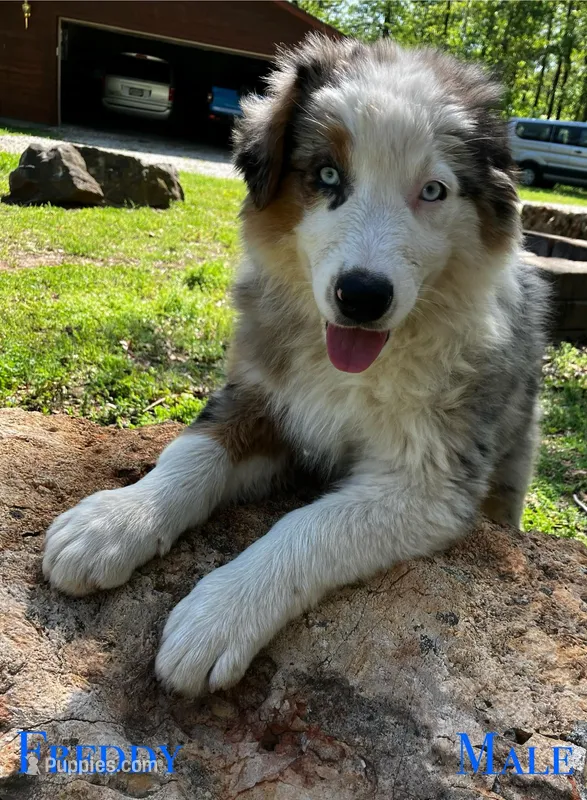Freddy – Australian Shepherd puppy for sale in Neosho, MO