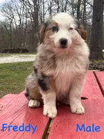 Freddy, a male Australian Shepherd for sale in Neosho, MO – Photo 8 of 8