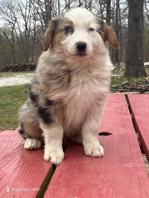 Freddy, a male Australian Shepherd for sale in Neosho, MO – Photo 1 of 8