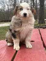 Freddy, a male Australian Shepherd for sale in Neosho, MO – Photo 1 of 8