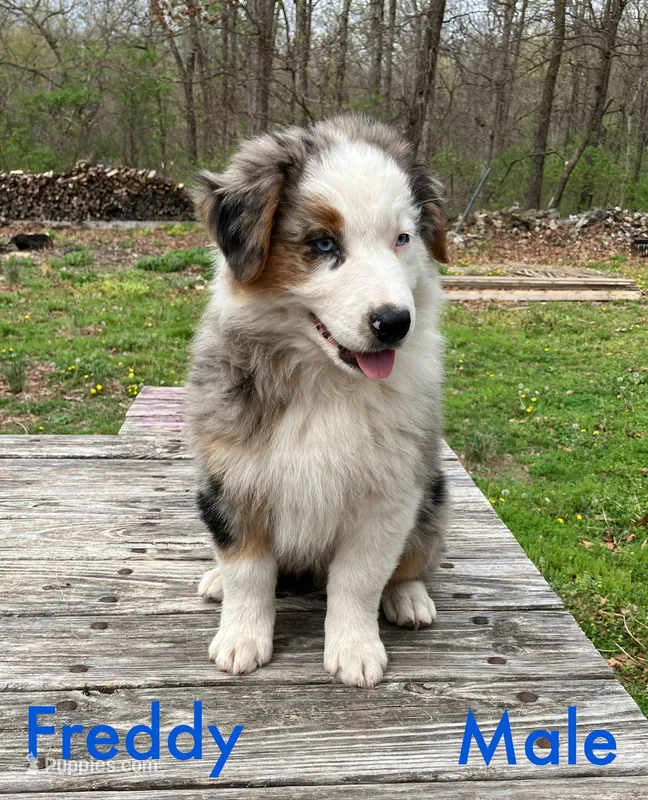 Freddy – Australian Shepherd puppy for sale in Neosho, MO