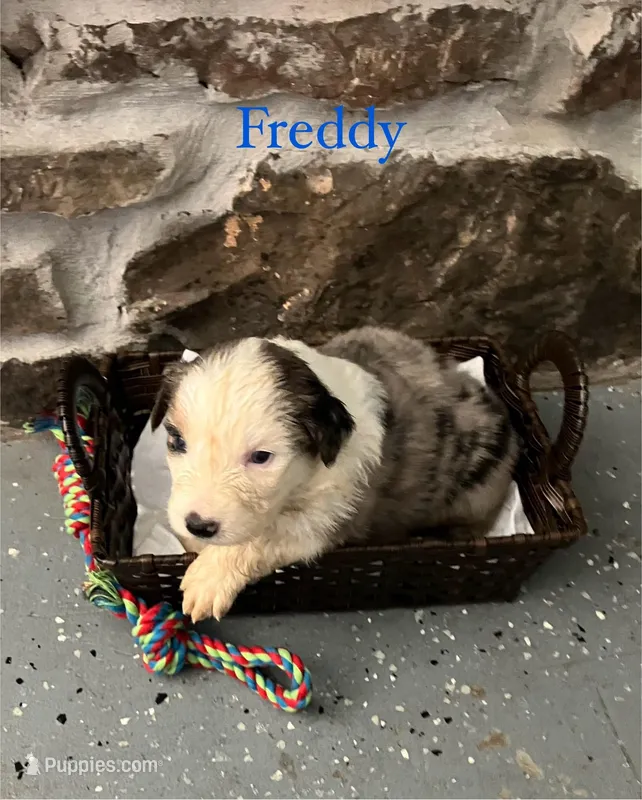 Freddy