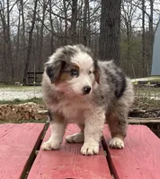 Freddy, a male Australian Shepherd for sale in Neosho, MO – Photo 4 of 8