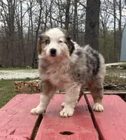 Freddy, a male Australian Shepherd for sale in Neosho, MO – Photo 6 of 8