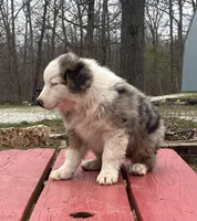 Freddy, a male Australian Shepherd for sale in Neosho, MO – Photo 7 of 8