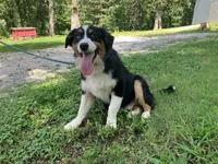 Drift, a male Australian Shepherd for sale in Neosho, MO – 3 of 10