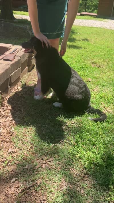 Blackout, a male Australian Shepherd for sale in Neosho, MO – 10 of 10