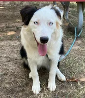 Velma, a female Australian Shepherd for sale in Neosho, MO – 5 of 10