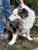Freddy, a male Australian Shepherd for sale in Neosho, MO – 4 of 10