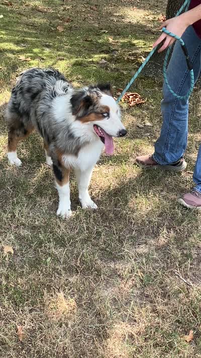 Freddy, a male Australian Shepherd for sale in Neosho, MO – 9 of 10