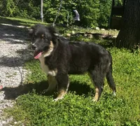 Blackout, a male Australian Shepherd for sale in Neosho, MO – 2 of 10