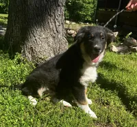 Blackout, a male Australian Shepherd for sale in Neosho, MO – 7 of 10
