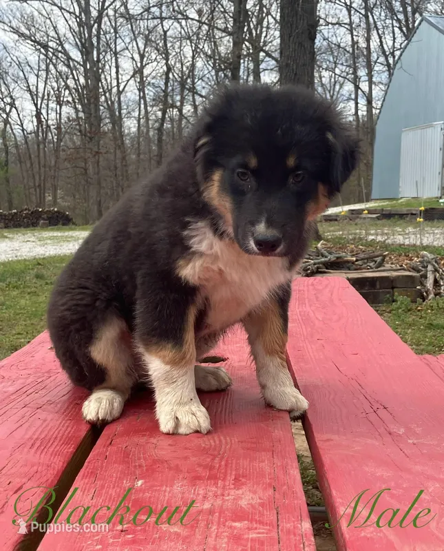 Blackout – Australian Shepherd puppy for sale in Neosho, MO