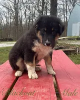 Blackout, a male Australian Shepherd for sale in Neosho, MO – Photo 1 of 6