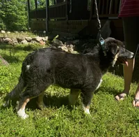 Blackout, a male Australian Shepherd for sale in Neosho, MO – 8 of 10