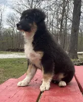 Blackout, a male Australian Shepherd for sale in Neosho, MO – Photo 2 of 6