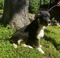 Blackout, a male Australian Shepherd for sale in Neosho, MO – 6 of 10