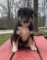 Blackout, a male Australian Shepherd for sale in Neosho, MO – Photo 4 of 6
