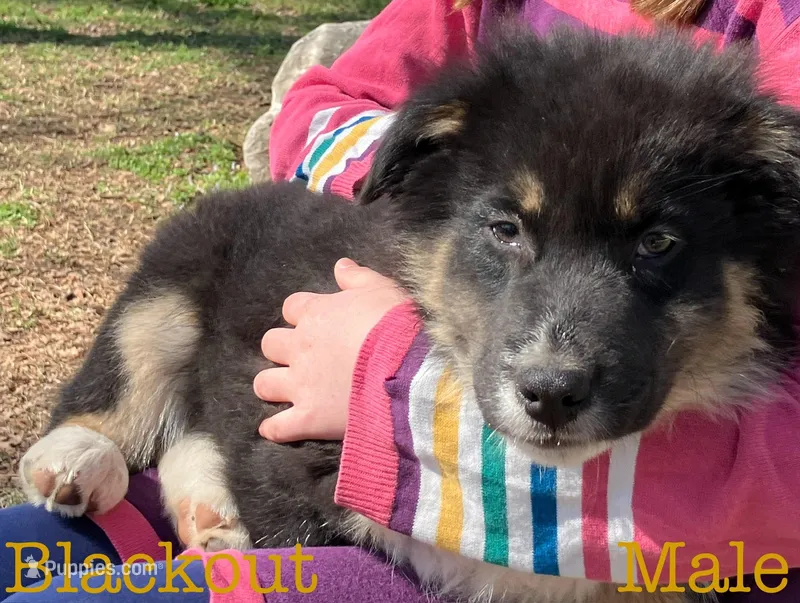 Blackout – Australian Shepherd puppy for sale in Neosho, MO