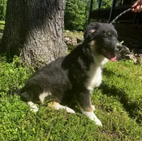 Blackout, a male Australian Shepherd for sale in Neosho, MO – 9 of 10