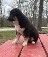 Blackout, a male Australian Shepherd for sale in Neosho, MO – Photo 5 of 6