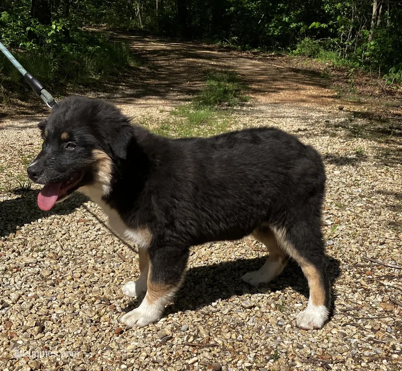 Blackout – Australian Shepherd puppy for sale in Neosho, MO