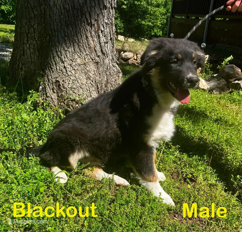 Blackout – Australian Shepherd puppy for sale in Neosho, MO