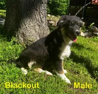 Blackout, a male Australian Shepherd for sale in Neosho, MO – 1 of 10