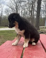 Blackout, a male Australian Shepherd for sale in Neosho, MO – Photo 3 of 6